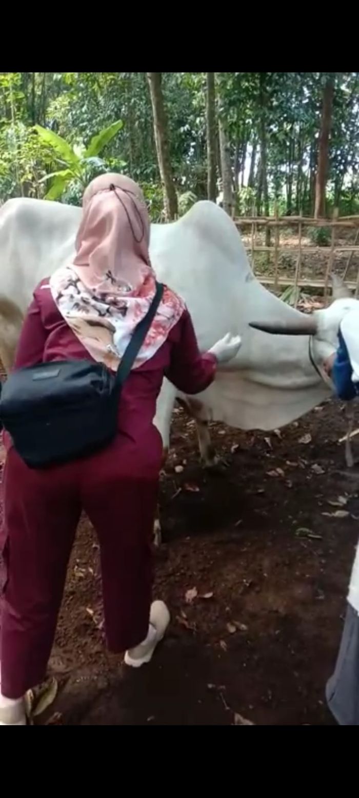 Vaksin Sapi Desa Banjurpasar Antisipasi menularnya Penyakit Mulut dan Kuku 01