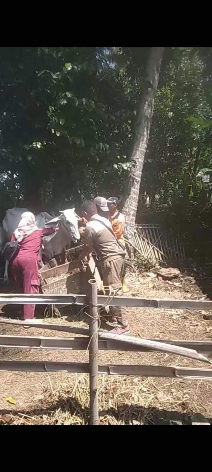 Vaksin Sapi Desa Banjurpasar Antisipasi menularnya Penyakit Mulut dan Kuku