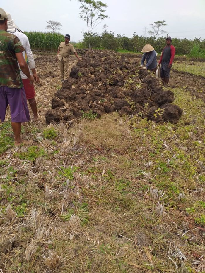 KEGIATAN PADAT KARYA TUNAI (PKT) DESA BANJURPASAR BANGUN JALAN SAWAH