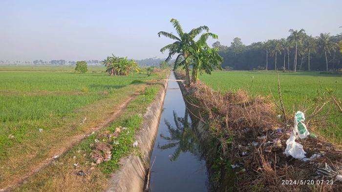 TEKNIK TANAM PADI HASIL MAKSIMAL DARI AWAL SAMPAI PANEN (warisan leluhur) 02