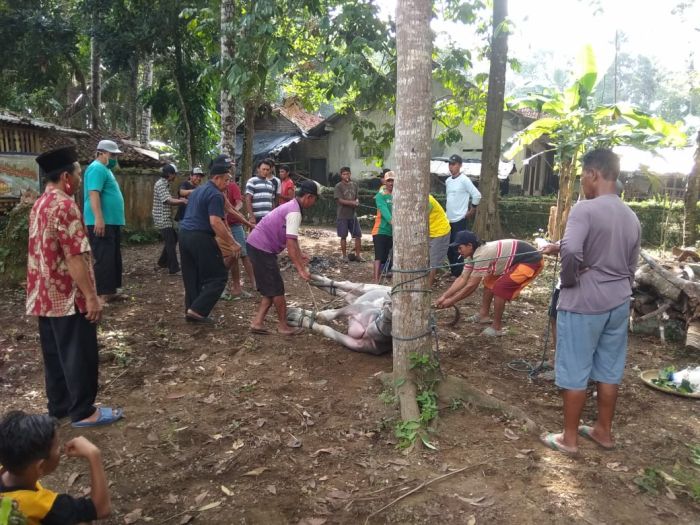 Budaya Memetri Bumi, Wayangan dan Memotong kerbau di Desa Banjurpasar 01