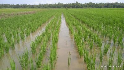 PETANI TERAPKAN MUSIM TANAM AGAR HASIL MAKSIMAL