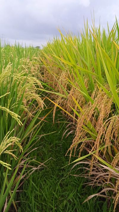 TEKNIK TANAM PADI HASIL MAKSIMAL DARI AWAL SAMPAI PANEN (warisan leluhur)