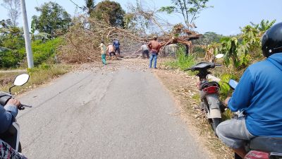 Gerak Cepat Pemdes Banjurpasar Kerja Bakti Evakuasi Pohon Tumbang Yang Tutup Akses Jalan Sawah